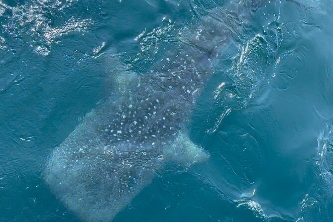 Whale Watching Mirissa Ultimate Tour in Sri Lanka with Breakfast - Who will enjoy this trip most?