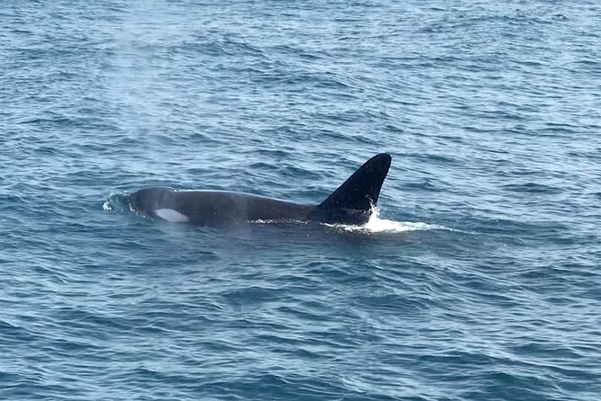 Whale Watching Mirissa Ultimate Tour in Sri Lanka with Breakfast - Blue whales, fin whales, dolphins, and more