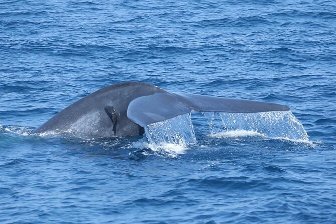 Whale Watching Mirissa with ( WWC ) - Wildlife encounters and responsible distance