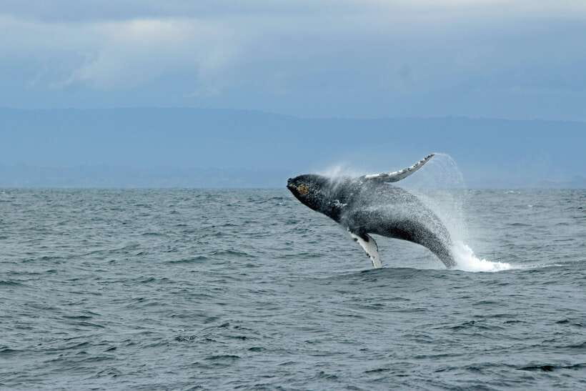 Whale Watching Tour with Transfers - Quick points before you book
