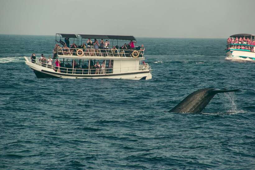 Whale Watching Tour with Transfers - What you may see beyond the blue whale