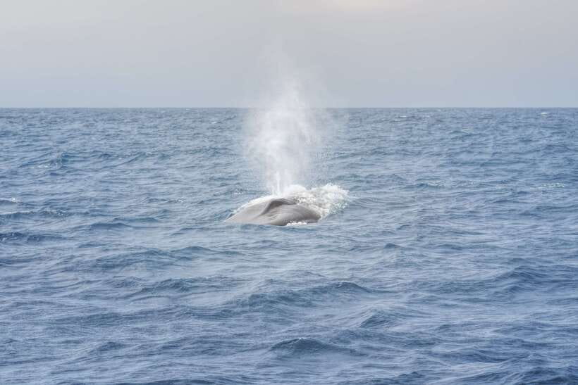 Whale Watching Tour with Transfers - A respectful encounter matters