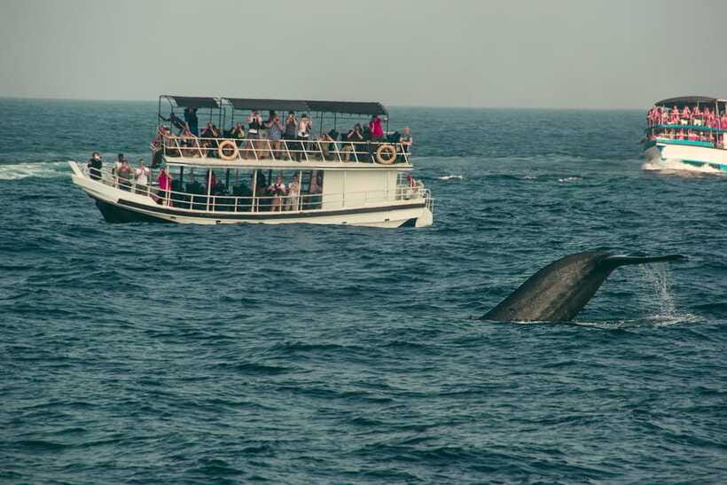 Whale Watching Tour with Transfers - The four-hour middle of the day