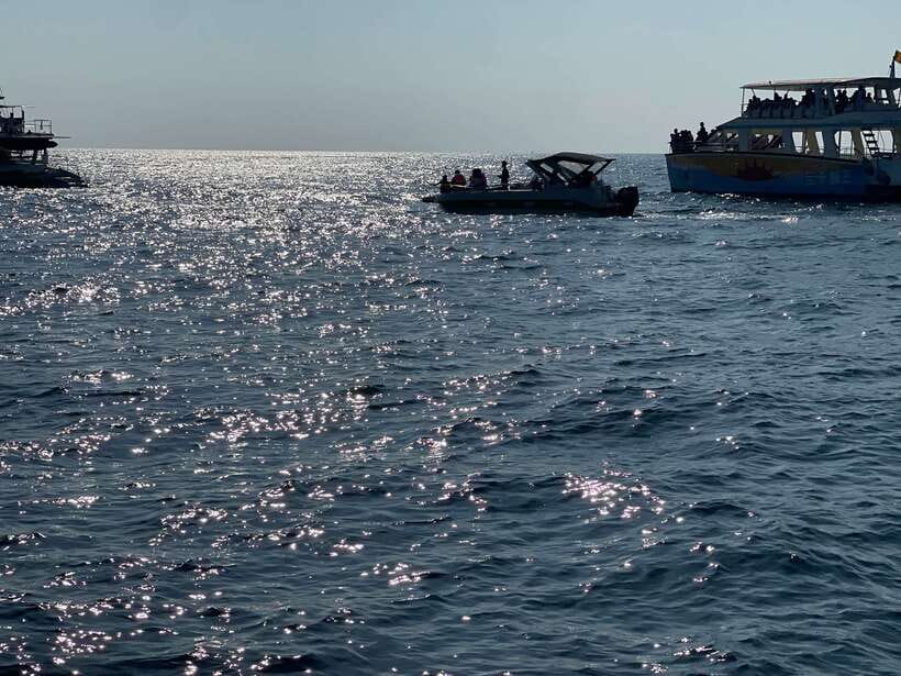 Whale Watching Tour with Transfers - Is $175 per person fair?