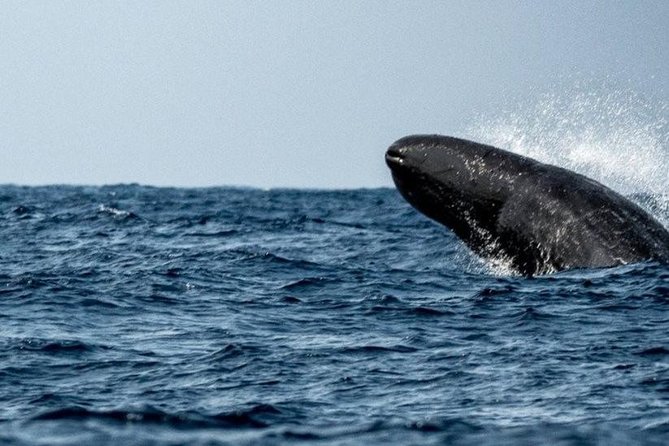 Whales and Dolphins Watching Mirissa - How the private vehicle changes the experience