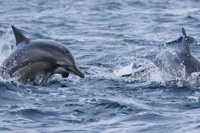 Whales and Dolphins Watching Mirissa - What the four accounts tell you
