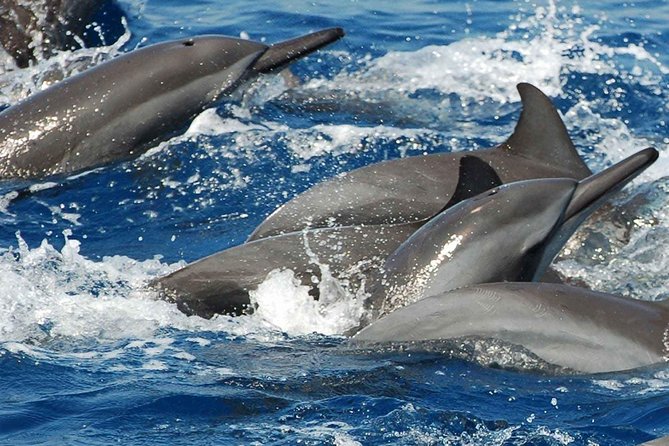 Whales and Dolphins Watching Mirissa - Who should book this experience?