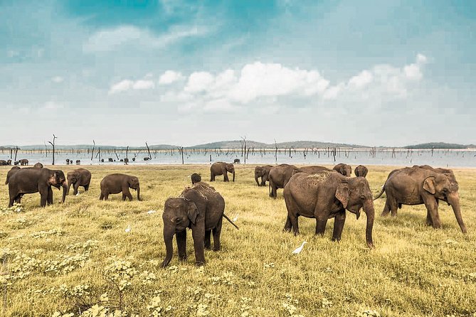 Wild Elephant Safari in Minneriya National Park - Key points to know before you book