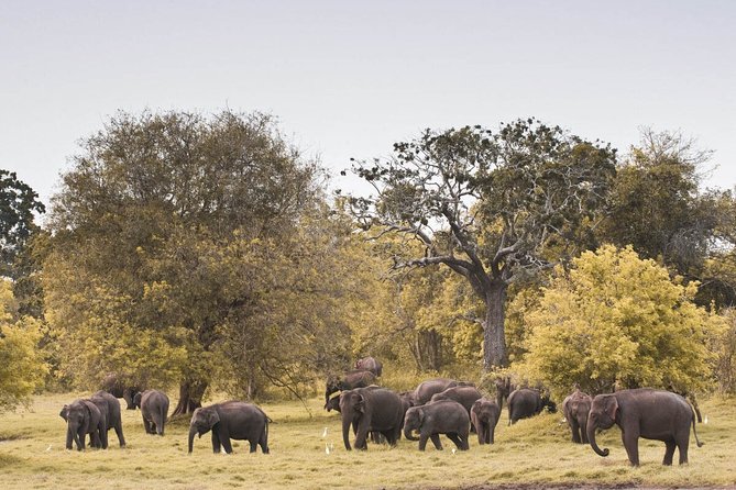 Wild Elephant Safari in Minneriya National Park - Reaching the gate from Anuradhapura