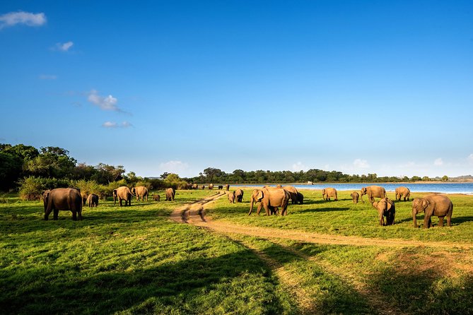 Wild Elephant Safari in Minneriya National Park - The morning drive: cooler hours and water-side wildlife