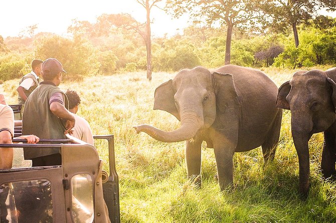 Wild Elephant Safari in Minneriya National Park - The afternoon drive: elephants, bathing, and returning birds