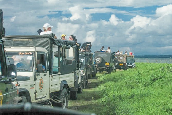 Wild Elephant Safari in Minneriya National Park - What you may see beyond elephants
