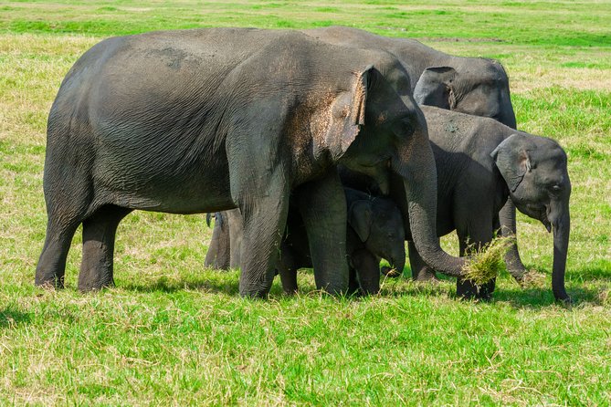 Wild Elephant Safari in Minneriya National Park - Is $30 good value for this safari?