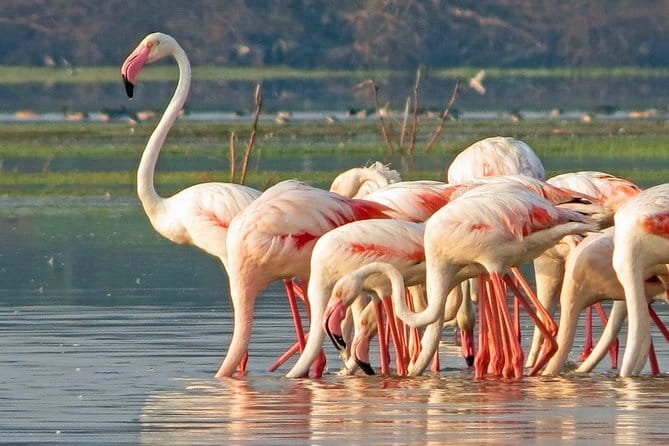 Wildlife Safari Yala National park - What the $160 price buys you