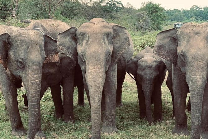 Wildlife Safari Yala National park - Should you book the Yala and Udawalawe combination?