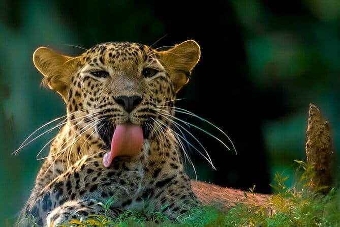 Wilpattu Half Day Safari From Anuradhapura - Why Wilpattu suits a half-day safari