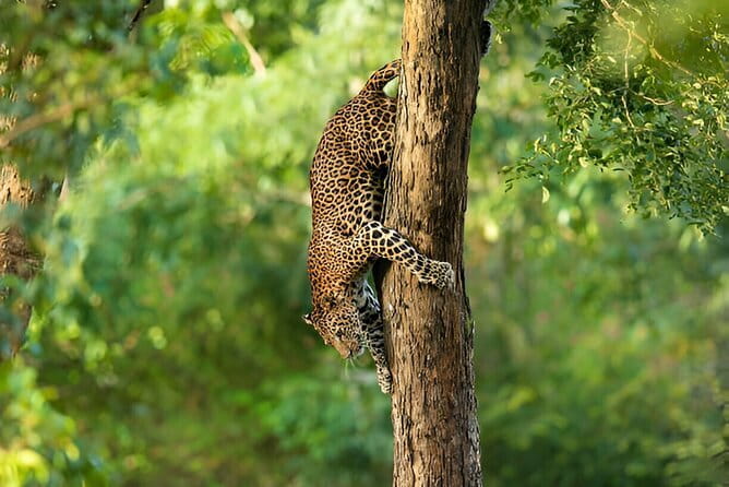 Wilpattu Half Day Safari From Anuradhapura - Entering Wilpattu National Park