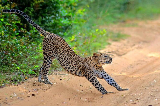 Wilpattu Half Day Safari From Anuradhapura - Elephants, deer, and birds beyond the big cat