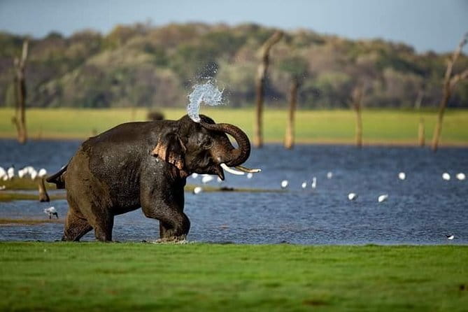 Wilpattu Half Day Safari From Anuradhapura - Private touring and the value of $73