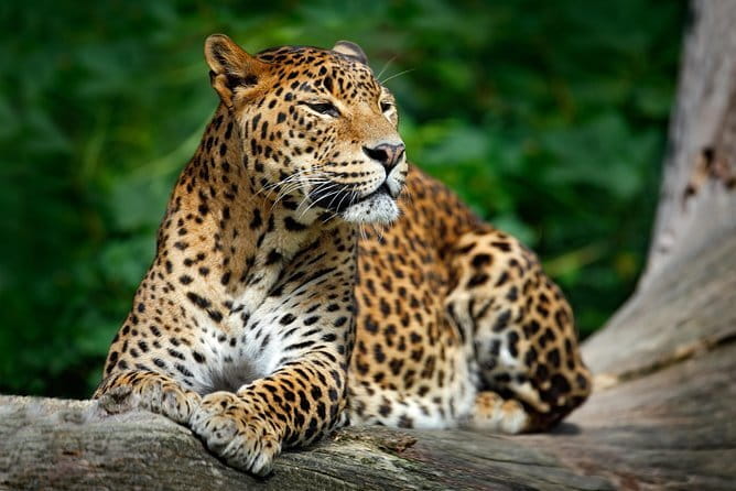 Wilpattu Half Day Safari From Anuradhapura - Who will get the most from this outing