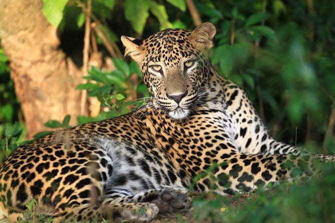 Wilpattu Half Day Safari From Anuradhapura - The 5:00 AM departure from Anuradhapura