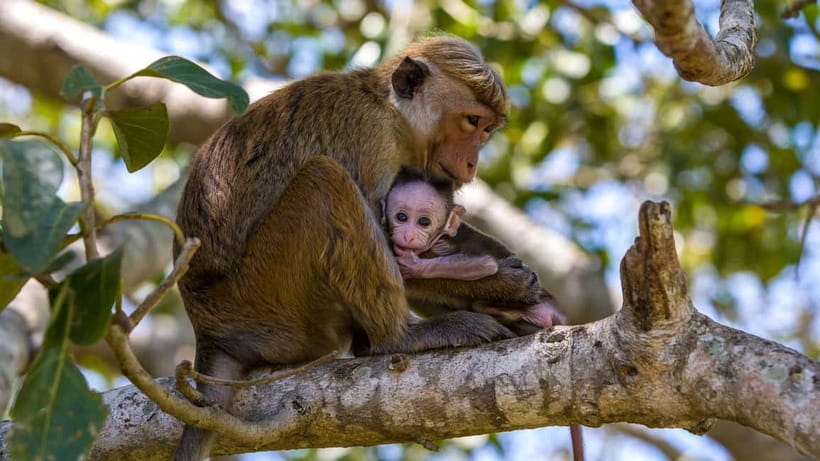 Wilpattu: Jeep Safari Day Tour From Sigiriya or Dambulla - Key points to know before booking
