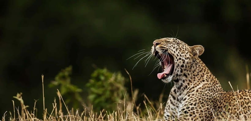 Wilpattu: Jeep Safari Day Tour From Sigiriya or Dambulla - Why Wilpattu feels different from a standard safari day