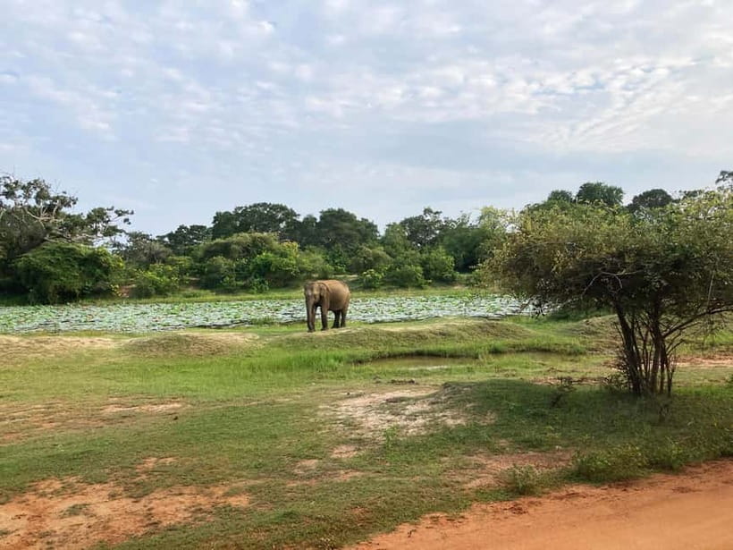 Wilpattu: Jeep Safari Day Tour From Sigiriya or Dambulla - Four hours among villus, forest, and open clearings