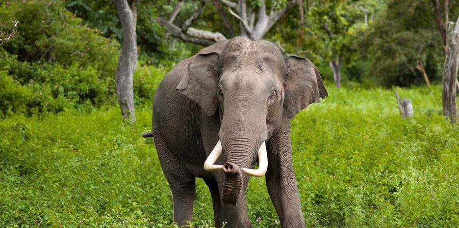 Wilpattu: Jeep Safari Day Tour From Sigiriya or Dambulla - The return to Dambulla or Sigiriya