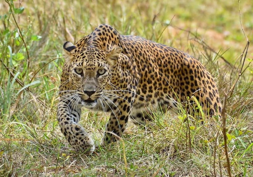 Wilpattu: Jeep Safari Day Tour From Sigiriya or Dambulla - Who should book this Wilpattu safari?