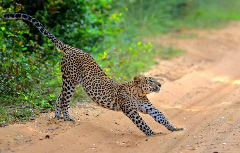 Wilpattu: Jeep Safari Day Tour From Sigiriya or Dambulla - The morning pickup from Sigiriya or Dambulla