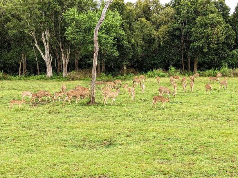 Wilpattu National park : Full day Safari (06:00am - 18:00pm) - Who should book this Wilpattu safari?