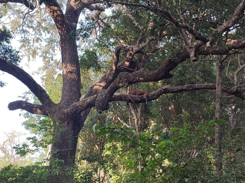 Wilpattu National park : Full day Safari (06:00am - 18:00pm) - Inside the 4x4 jeep, where comfort meets visibility