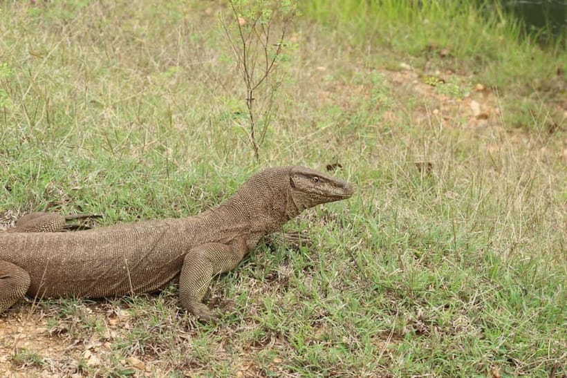 Wilpattu National park : Full day Safari (06:00am - 18:00pm) - What you may see around Wilpattu’s villus
