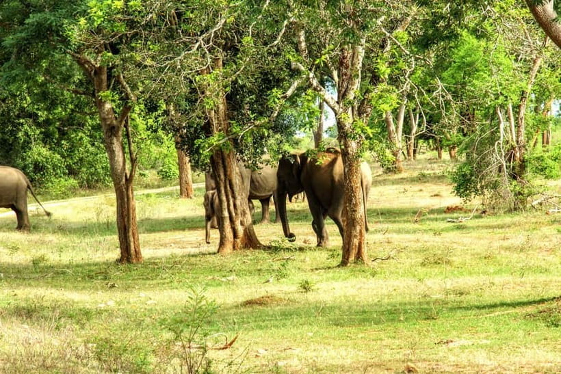 Wilpattu National park : Full day Safari (06:00am - 18:00pm) - Guides make or break a long wildlife day