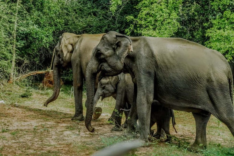 Wilpattu National park : Full day Safari (06:00am - 18:00pm) - Breakfast, lunch, and the pace of 12 hours