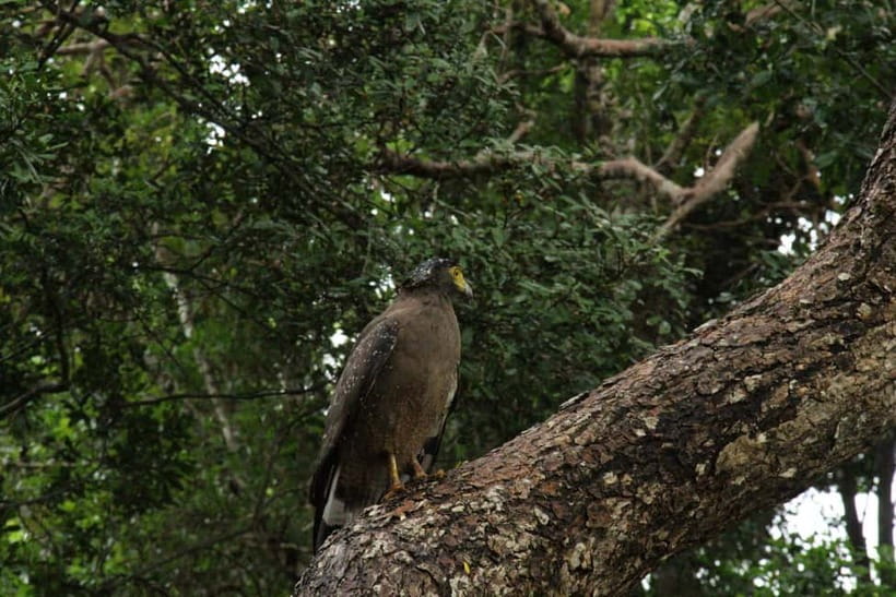Wilpattu National park : Full day Safari (06:00am - 18:00pm) - Pickup, park time, and the return to Galkadawala