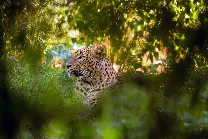 Wilpattu National Park Jeep Safari from Negombo / Waikkal (All Inclusive) - Why Wilpattu makes sense from Negombo