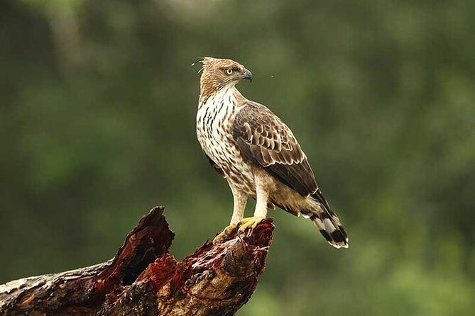 Wilpattu National Park Jeep Safari from Negombo / Waikkal (All Inclusive) - The full-day safari and the problem of time