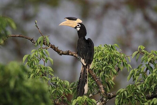 Wilpattu National Park Jeep Safari from Negombo / Waikkal (All Inclusive) - How strong is the guiding?