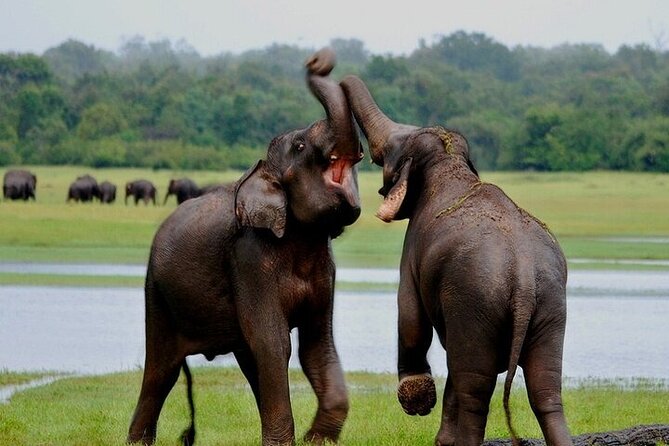 Wilpattu National Park Jeep Safari from Negombo / Waikkal (All Inclusive) - Price and what the $152 covers