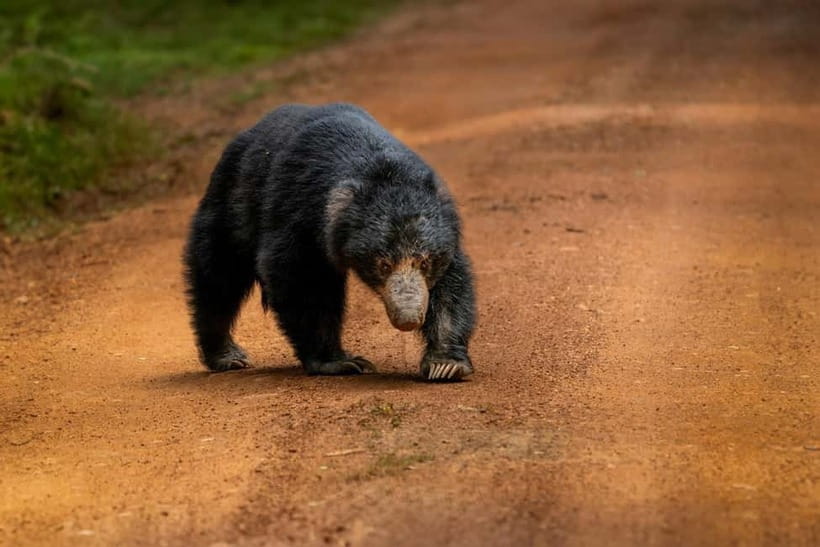 Wilpattu National park: Morning or Afternoon PRIVATE Safari - Key points to know before booking