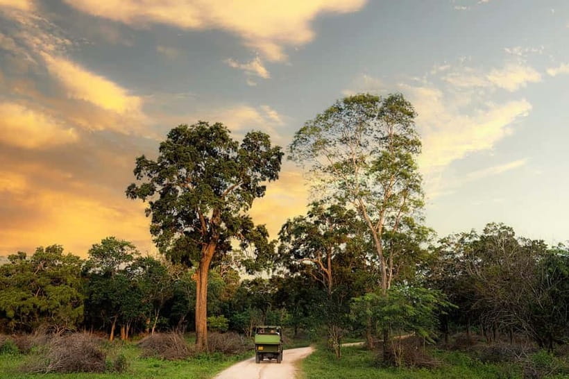 Wilpattu National park: Morning or Afternoon PRIVATE Safari - Why Wilpattu feels different from a quick wildlife outing