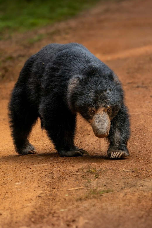 Wilpattu National park: Morning or Afternoon PRIVATE Safari - What you might see, from leopard to jungle fowl