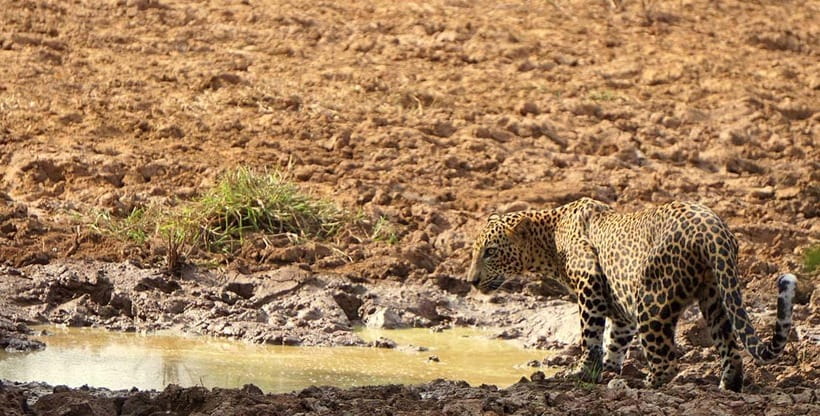 Wilpattu National park: Morning or Afternoon PRIVATE Safari - Who will get the most from this safari?