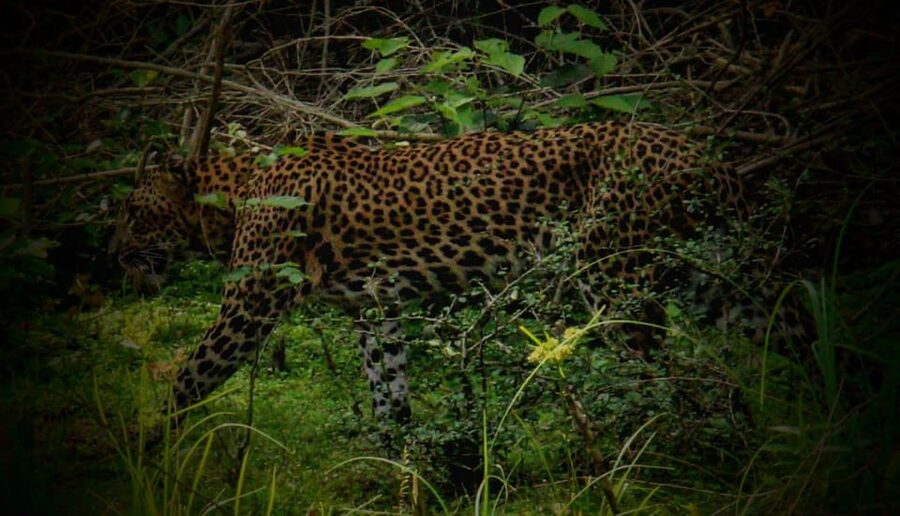 Wilpattu National park - Morning or Afternoon Safari - Should you book Tiger Safaris?
