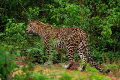 Wilpattu National park – Morning or Afternoon Safari