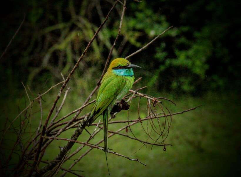Wilpattu National park - Morning or Afternoon Safari - What the guide and driver add to the trip