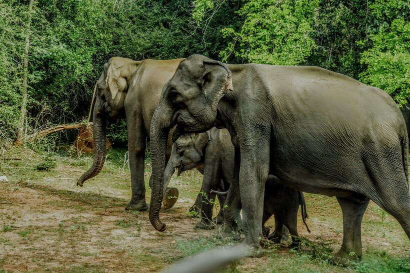Wilpattu National park - Morning or Afternoon Safari - Morning versus afternoon timing