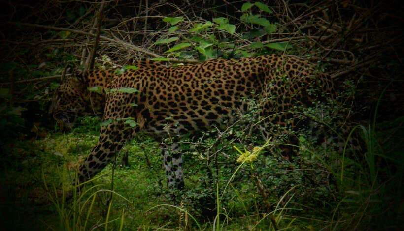 Wilpattu National park - Morning or Afternoon Safari - Photography, comfort, and what to bring